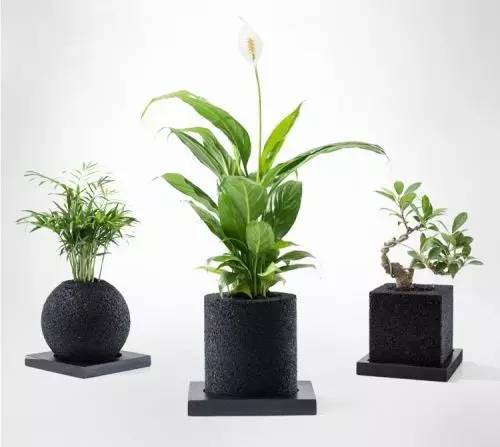 怎么除甲醛靠得牢？竹炭、植物成***“騙局”