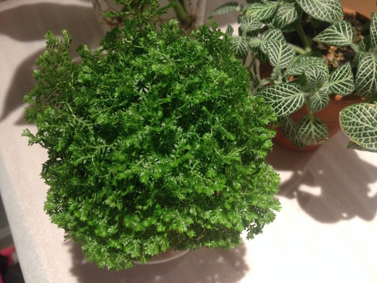 怎么除甲醛靠得牢？竹炭、植物成***“騙局”