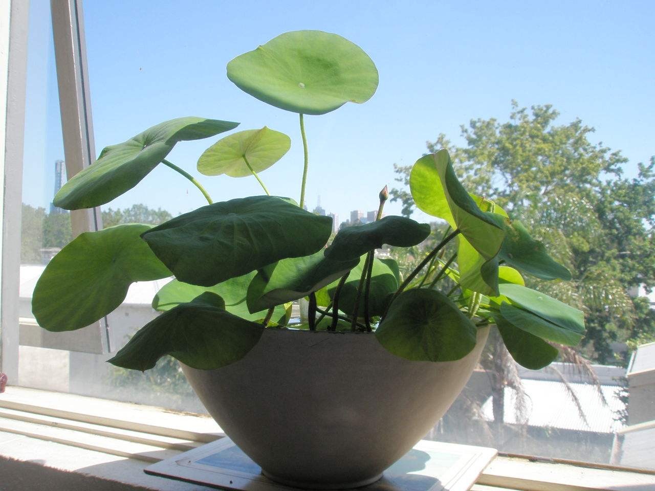 長春藤可吸收甲醛,蘆薈在晚上可吸收二氧化碳進(jìn)行治理 長春藤可吸收甲醛,蘆薈在晚上可吸收二氧化碳進(jìn)行治理