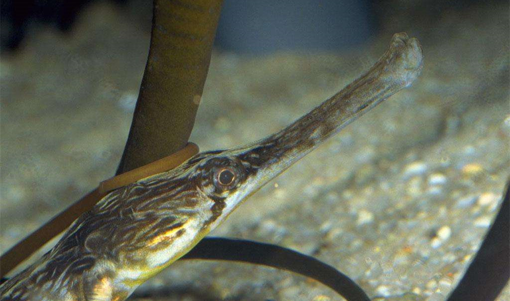 黑心商家添加甲醛讓蝦蟲孱“保鮮”？