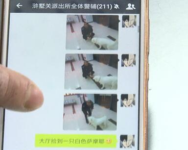 有問題找警察，薩摩耶派出所報(bào)案，不注意這件事，對(duì)狗狗致命，警察蜀黍卻幫不上忙！