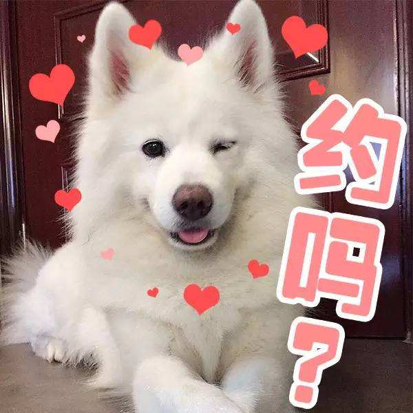 有問題找警察，薩摩耶派出所報(bào)案，不注意這件事，對(duì)狗狗致命，警察蜀黍卻幫不上忙！