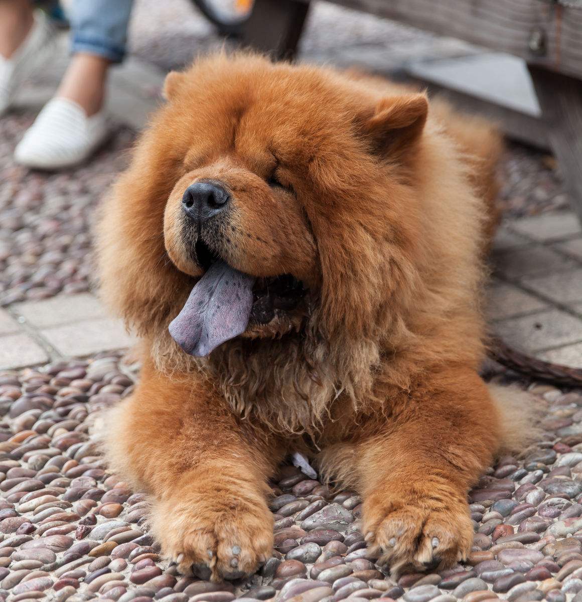 有問題找警察，薩摩耶派出所報(bào)案，不注意這件事，對(duì)狗狗致命，警察蜀黍卻幫不上忙！