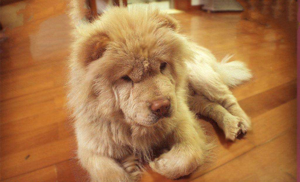 有問題找警察，薩摩耶派出所報(bào)案，不注意這件事，對(duì)狗狗致命，警察蜀黍卻幫不上忙！