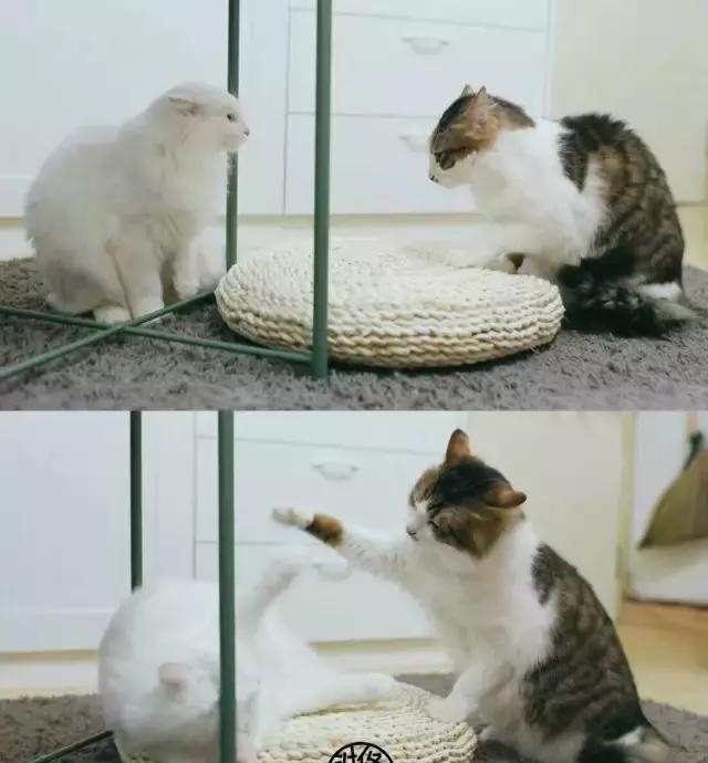 21天3000元重裝出租屋 除甲醛莫忘記！