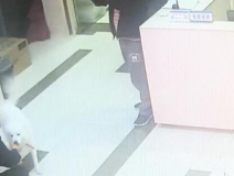 有問題找警察，薩摩耶派出所報案，不注意這件事，對狗狗致命，警察蜀黍卻幫不上忙！