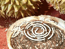 成分中有甲醛蚊香立馬變毒香，甚至還會致癌……