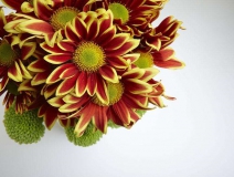 除甲醛的植物有哪些?為了家人趕緊來看看(值得收藏)!