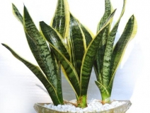 如何選擇專業的除甲醛公司？